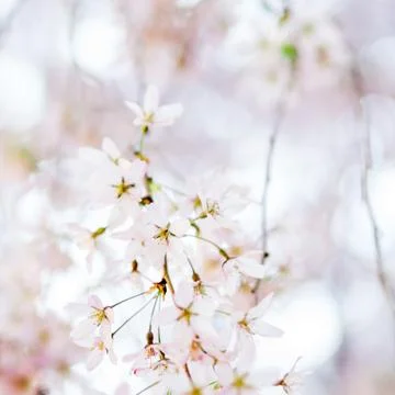 Trees violet blossoming, spring time Stock Photos