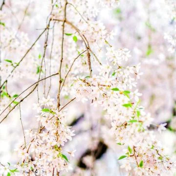 Trees violet blossoming, spring time Stock Photos