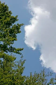 Trees vs sky with clouds background fine art in high quality prints products Fotos de archivo