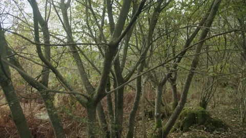 Trees in Wales Stock Footage 203905796