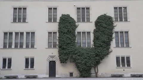 Tree's on a wall. Stock Footage 95077531