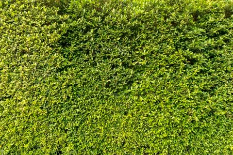 Trees wall Stock Photos