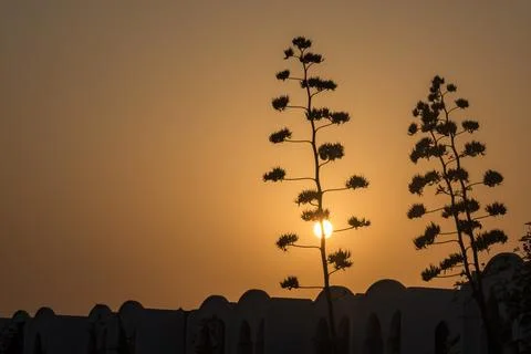 Trees in the warm sundown on vacation Stock Photos