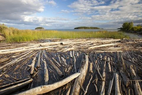 Trees washed down river on the shores of Lake Athabasca in Fort Chipewyan whi Stock Photos