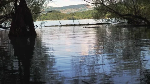 Trees in the water. clearance between the trees on the lake Stock Footage 144805777
