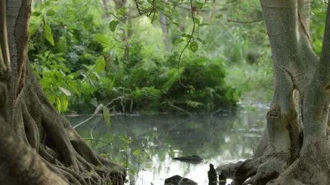 Trees &amp; water in Ethopia Stock Footage 79579432