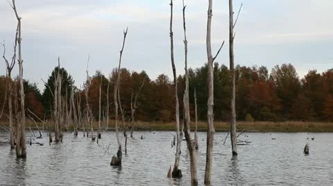 Trees in Water 스톡 동영상 10941274