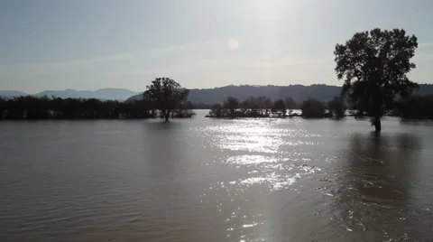 Trees in the water Stock Footage 34354129