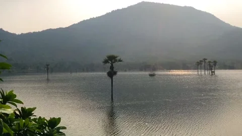 Trees in water Stock Footage 168061567