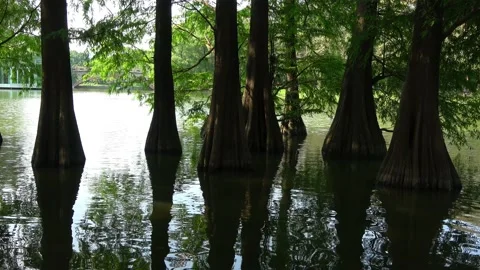 Trees in water Stock Footage 194469659