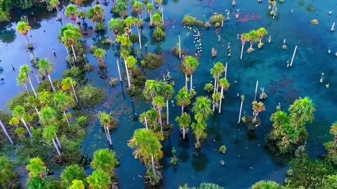 Trees in the water	 Video stock 252435462