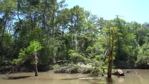 Trees in the Water Stock Footage 271369166