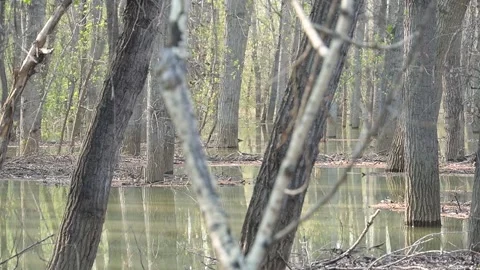 Trees in water, forest flooded. river overflowed its banks Stock Footage 284360738