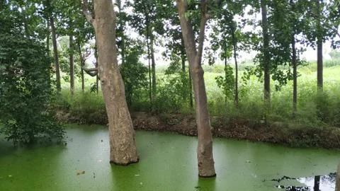 Trees in water logging condition after rain. Stock Photos