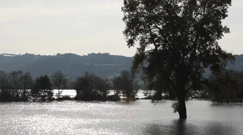 Trees in the water - medium shot Stock Footage 34361746