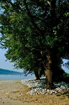 Trees on water 写真素材