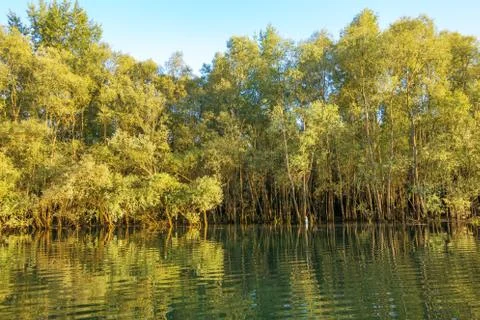 Trees in the water Stock Photos
