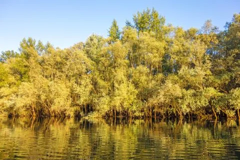 Trees in the water Stock Photos