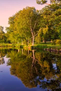 Trees by the water 스톡 사진