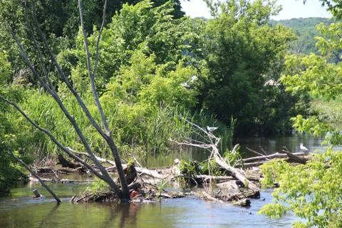 Trees in the water. Stock-Fotos