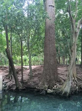 Trees by the water Stock Photos