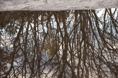Trees in the water Stock Photos