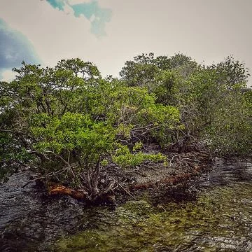 Trees in water Stock Photos