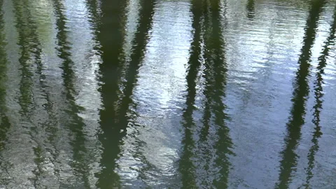 Trees Water Reflections Stock Footage 152528113