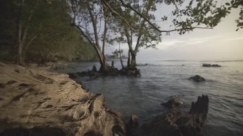 Trees on water with small waves in the back, tropical sunset Stock Footage