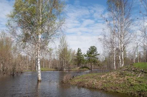 Trees in water, spring flood Stock Photos