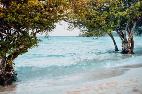 Trees in the water on a tropical beach create a frame of greenery. Transparent Foto stock