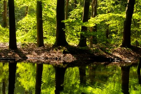 Trees in the Waterloopbos Stock Photos