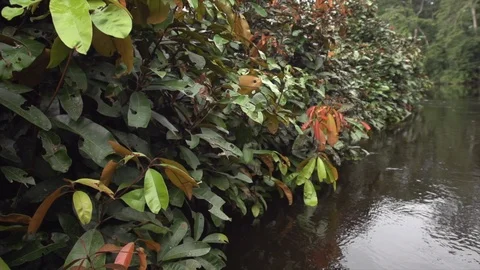 Trees on waters edge, camera tracks alongside Stock Footage 119291119