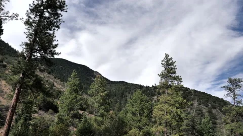 Trees wave on a hillside in New Mexico’s Sangre de Cristo Mountains Stock Footage 135952104