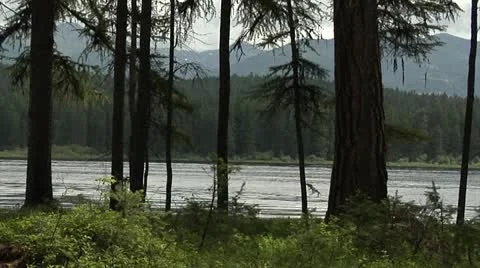 Trees waverunner 2 Stock Footage 10887676