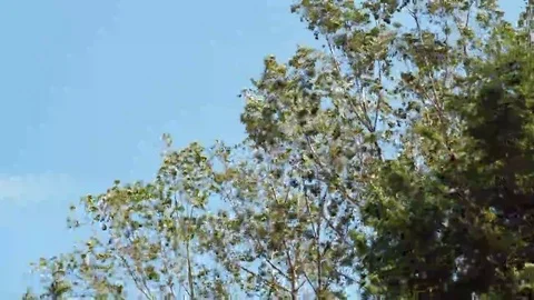 Trees waving in the wind Video stock 69231748