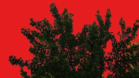 Trees waving in the wind Stock Footage 78050657