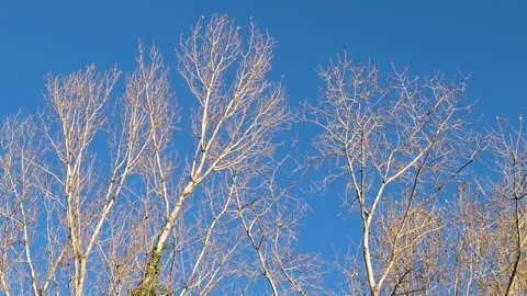 Trees waving in the wind Stock Footage 292920859