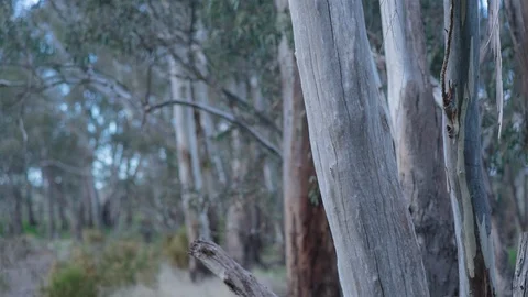 Trees with weathered tree trunk in the forest Video stock 94882141
