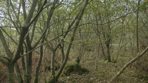 Trees in Welsh countryside Stock Footage 203904083