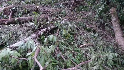 Trees were cut down for road construction in Rize. Stock Footage 148880093