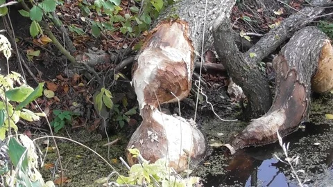 Trees that were gnawed and dropped beaver Castor fiber close up Video stock 120133196