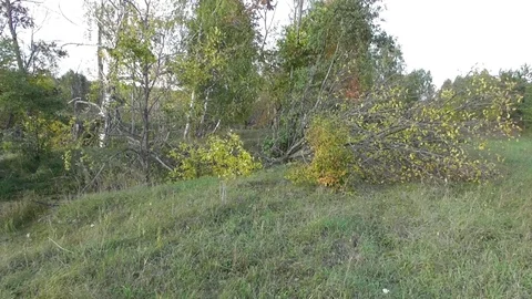 Trees that were gnawed and dropped by beaver Castor fiber Stock Footage 120133338