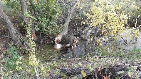 Trees that were gnawed by beaver Castor fiber Stock-Footage 120133397