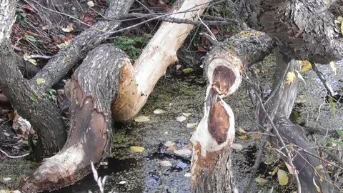 Trees that were gnawed by beavers Castor fiber close up Video stock 120133401