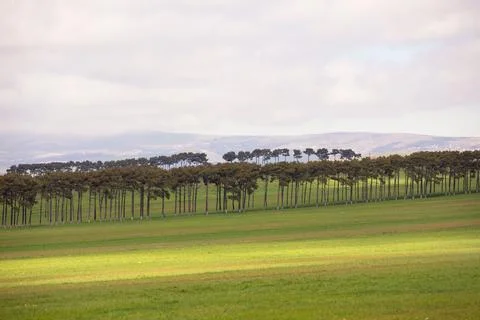 Trees were planted in one row. Shemakha. Azerbaijan. Stock Photos
