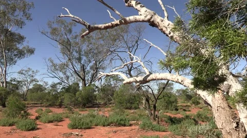 Trees in Western Queensland Stock Footage 158088440