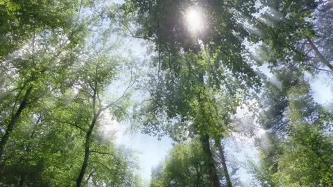 Trees where the sun shines through the branches Stock Footage 209152591