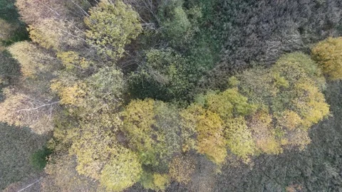 TREES ON THE WHIND Stock Footage 166407327