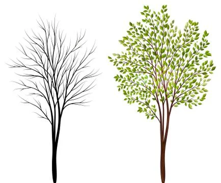 Trees on white background Stock Illustration